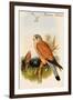 Eurasian Kestrel-John Gould-Framed Art Print