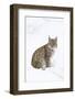 Eurasian Lynx During Winter in National Park Bavarian Forest. Bavaria, Germany-Martin Zwick-Framed Photographic Print