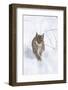 Eurasian Lynx During Winter in National Park Bavarian Forest. Bavaria, Germany-Martin Zwick-Framed Photographic Print