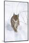 Eurasian Lynx During Winter in National Park Bavarian Forest. Bavaria, Germany-Martin Zwick-Mounted Photographic Print