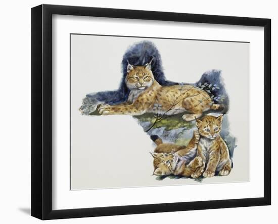 Eurasian Lynx Female (Lynx Lynx) and Her Cubs, Felidae-null-Framed Giclee Print