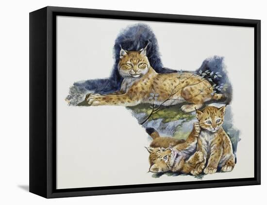 Eurasian Lynx Female (Lynx Lynx) and Her Cubs, Felidae-null-Framed Stretched Canvas