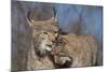 Eurasian lynx grooming its kitten, aged eight months-Edwin Giesbers-Mounted Photographic Print