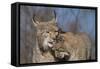 Eurasian lynx grooming its kitten, aged eight months-Edwin Giesbers-Framed Stretched Canvas