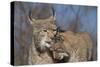 Eurasian lynx grooming its kitten, aged eight months-Edwin Giesbers-Stretched Canvas