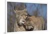 Eurasian lynx grooming its kitten, aged eight months-Edwin Giesbers-Framed Photographic Print