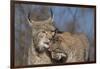 Eurasian lynx grooming its kitten, aged eight months-Edwin Giesbers-Framed Photographic Print