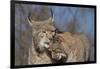 Eurasian lynx grooming its kitten, aged eight months-Edwin Giesbers-Framed Photographic Print