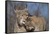 Eurasian lynx grooming its kitten, aged eight months-Edwin Giesbers-Framed Stretched Canvas