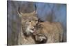 Eurasian lynx grooming its kitten, aged eight months-Edwin Giesbers-Stretched Canvas