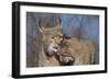 Eurasian lynx grooming its kitten, aged eight months-Edwin Giesbers-Framed Photographic Print