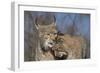 Eurasian lynx grooming its kitten, aged eight months-Edwin Giesbers-Framed Photographic Print