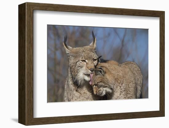 Eurasian lynx grooming its kitten, aged eight months-Edwin Giesbers-Framed Photographic Print