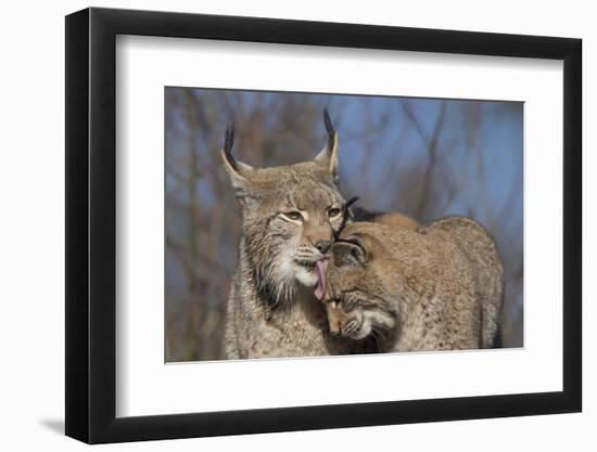 Eurasian lynx grooming its kitten, aged eight months-Edwin Giesbers-Framed Photographic Print