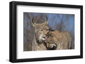 Eurasian lynx grooming its kitten, aged eight months-Edwin Giesbers-Framed Photographic Print