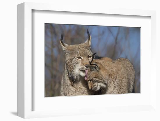 Eurasian lynx grooming its kitten, aged eight months-Edwin Giesbers-Framed Photographic Print