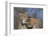 Eurasian lynx grooming its kitten, aged eight months-Edwin Giesbers-Framed Photographic Print