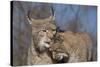 Eurasian lynx grooming its kitten, aged eight months-Edwin Giesbers-Stretched Canvas