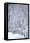 Eurasian Lynx in Snow-null-Framed Stretched Canvas