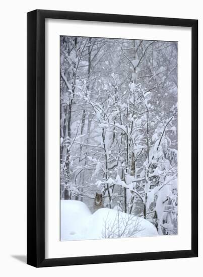 Eurasian Lynx in Snow-null-Framed Photographic Print