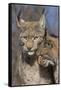 Eurasian lynx kitten, aged eight months, nuzzling its mother-Edwin Giesbers-Framed Stretched Canvas