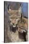 Eurasian lynx kitten, aged eight months, nuzzling its mother-Edwin Giesbers-Stretched Canvas