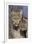 Eurasian lynx kitten, aged eight months, nuzzling its mother-Edwin Giesbers-Framed Photographic Print