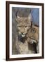 Eurasian lynx kitten, aged eight months, nuzzling its mother-Edwin Giesbers-Framed Photographic Print