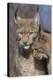 Eurasian lynx kitten, aged eight months, nuzzling its mother-Edwin Giesbers-Stretched Canvas