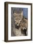 Eurasian lynx kitten, aged eight months, nuzzling its mother-Edwin Giesbers-Framed Photographic Print