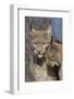 Eurasian lynx kitten, aged eight months, nuzzling its mother-Edwin Giesbers-Framed Photographic Print