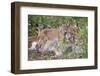 Eurasian lynx kitten, aged eight weeks, cuddling its mother-Edwin Giesbers-Framed Photographic Print