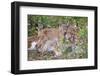 Eurasian lynx kitten, aged eight weeks, cuddling its mother-Edwin Giesbers-Framed Photographic Print