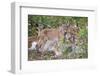 Eurasian lynx kitten, aged eight weeks, cuddling its mother-Edwin Giesbers-Framed Photographic Print