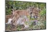 Eurasian lynx kitten, aged eight weeks, cuddling its mother-Edwin Giesbers-Mounted Photographic Print