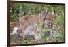 Eurasian lynx kitten, aged eight weeks, cuddling its mother-Edwin Giesbers-Framed Photographic Print