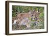 Eurasian lynx kitten, aged eight weeks, cuddling its mother-Edwin Giesbers-Framed Photographic Print