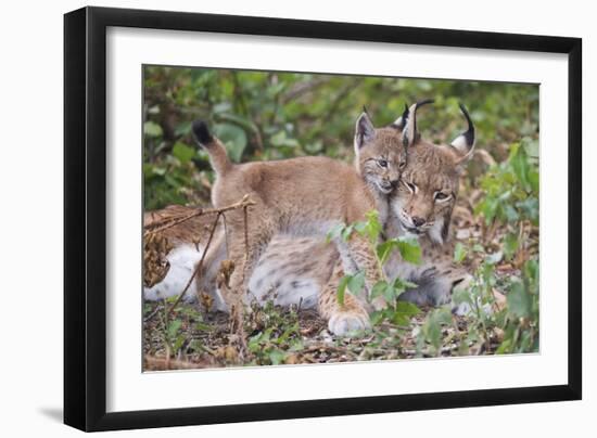 Eurasian lynx kitten, aged eight weeks, cuddling its mother-Edwin Giesbers-Framed Photographic Print