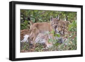 Eurasian lynx kitten, aged eight weeks, cuddling its mother-Edwin Giesbers-Framed Photographic Print