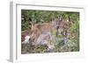 Eurasian lynx kitten, aged eight weeks, cuddling its mother-Edwin Giesbers-Framed Photographic Print