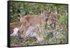 Eurasian lynx kitten, aged eight weeks, cuddling its mother-Edwin Giesbers-Framed Stretched Canvas