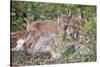 Eurasian lynx kitten, aged eight weeks, cuddling its mother-Edwin Giesbers-Stretched Canvas