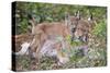 Eurasian lynx kitten, aged eight weeks, cuddling its mother-Edwin Giesbers-Stretched Canvas