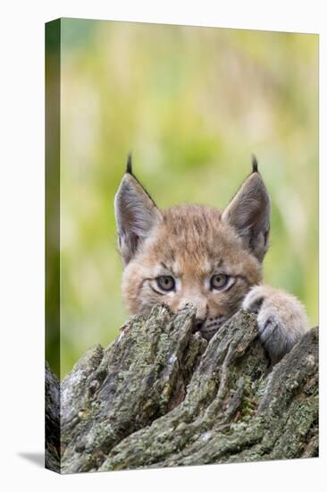 Eurasian lynx kitten, aged six weeks, hiding behind tree-Edwin Giesbers-Stretched Canvas