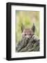 Eurasian lynx kitten, aged six weeks, hiding behind tree-Edwin Giesbers-Framed Photographic Print