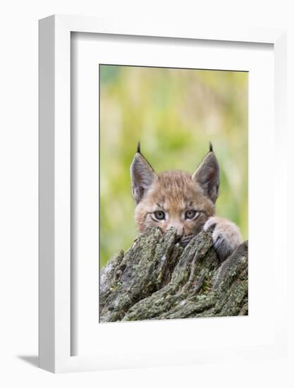 Eurasian lynx kitten, aged six weeks, hiding behind tree-Edwin Giesbers-Framed Photographic Print