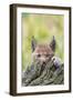 Eurasian lynx kitten, aged six weeks, hiding behind tree-Edwin Giesbers-Framed Photographic Print