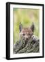 Eurasian lynx kitten, aged six weeks, hiding behind tree-Edwin Giesbers-Framed Photographic Print