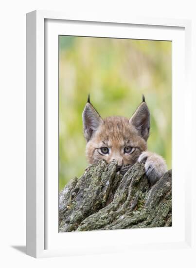 Eurasian lynx kitten, aged six weeks, hiding behind tree-Edwin Giesbers-Framed Photographic Print