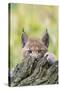 Eurasian lynx kitten, aged six weeks, hiding behind tree-Edwin Giesbers-Stretched Canvas